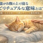 猫がお腹の上で寝るスピリチュアルな意味とは？信頼・エネルギー・守護のサインを徹底解説