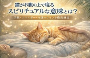 猫がお腹の上で寝るスピリチュアルな意味とは？信頼・エネルギー・守護のサインを徹底解説